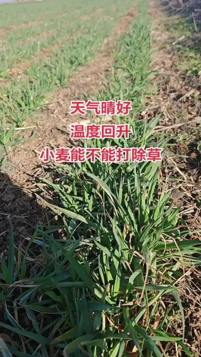 小麦能不能除草呢#三农 #抖音助农扶农 #小麦 #种地不容易 #农业种植技术