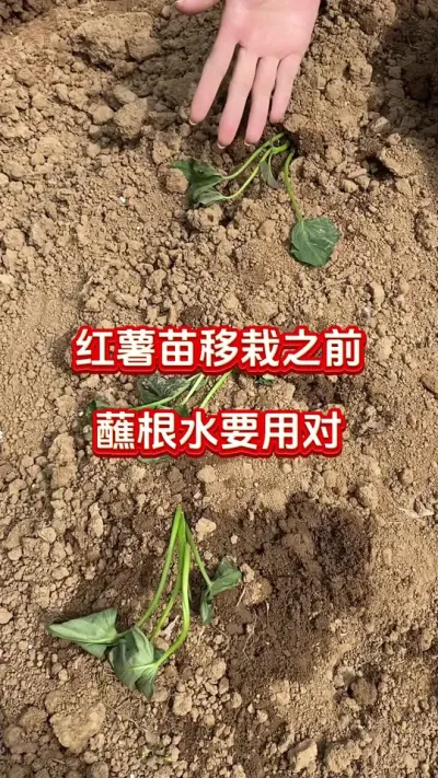 红薯移栽之前怎么选蘸根水#红薯种植 #红薯移栽#红薯蘸根#红薯高产#红薯大丰收