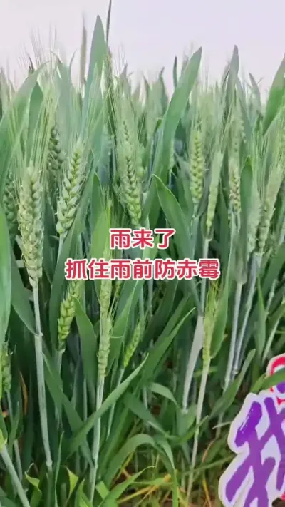 天气预报显示，4.21号有中雨#小麦#种植#新农人#抖音助农#朝晖农资