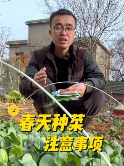 春天怎么种好菜？注意事项有哪些？#我的小菜园 #关注我一起学种菜 #种植小技巧 #我爱种菜 #阳台种菜