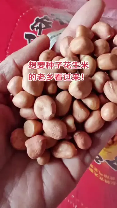 开农64.宛花2号种子花生种样品到了#农业种植 #花生 #新农人计划 #抖音助农