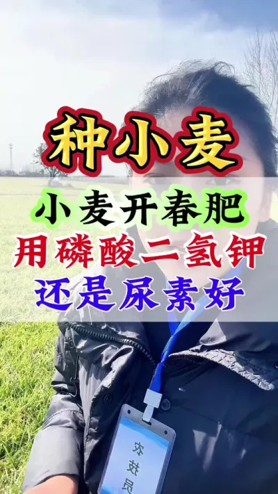 小麦开春肥用磷酸二氢钾还是用尿素好#小麦高产技术 #小麦 #小麦增产 #小麦管理 #小麦种植