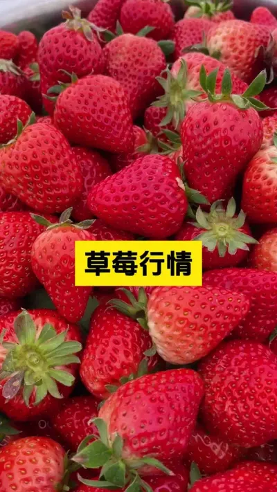莓友们，你们当地的草莓行情如何？#启明大师姐 #农业技术推广 #农业种植 #病虫害防治 #草莓种植管理技术和方法