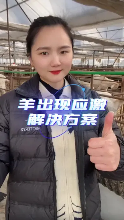 羊出现应激如何解决#养羊知识 #养羊人 #自繁自养 #农村创业养殖 #羊价行情