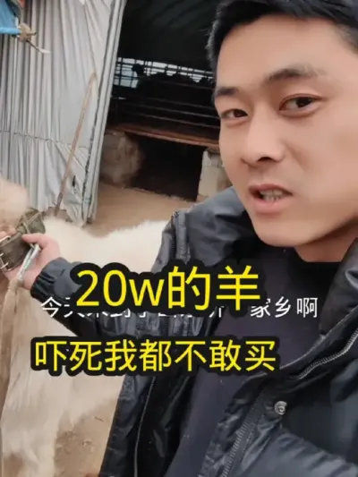 #养羊 #养羊人 #沙特羊