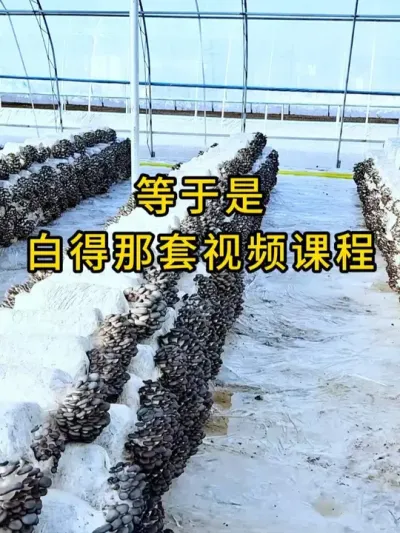 平菇种植，买菌种，点击下方链接，免费领取平菇种植技术课程。#平菇种植 #平菇技术 #平菇种植课程