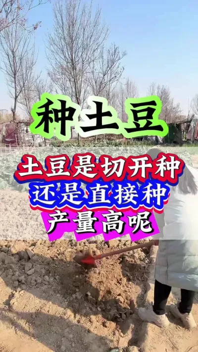 土豆是切开种还是直接产量高#土豆种植 #土豆 #土豆高产小妙招 #种植小技巧 #三农