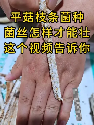 平菇种植，每根枝条上附挂多少营养物决定菌丝壮不壮，这一点很重要#菌种 #平菇种植 #食用菌栽培种 #栽培种