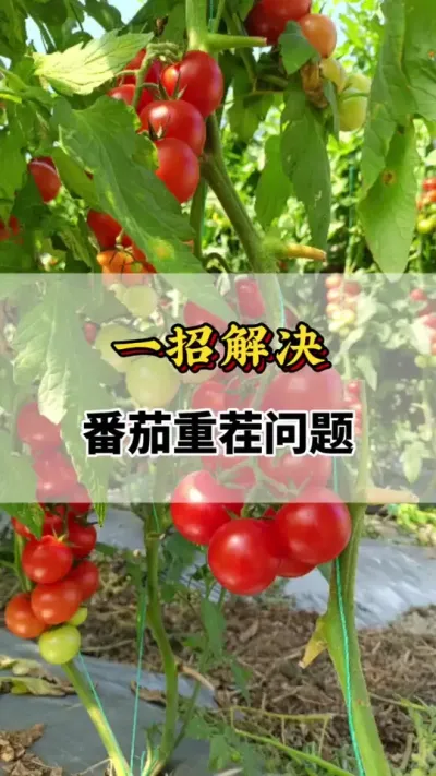 一招解决番茄重茬问题#番茄种植方法及管理技术 #番茄重茬 #西红柿种植技术与管理法 #番茄种植技术 #番茄种植技巧和方法