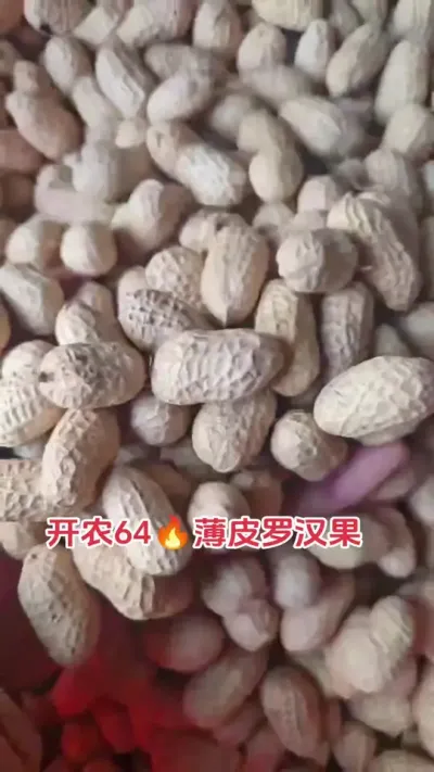 花生去年有白绢青枯的要看完这个视频#花生 #抖音助农 #农业种植技术 #新农人计划 #三农