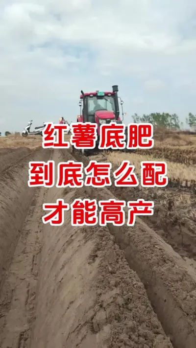 红薯底肥怎么配才能高产#红薯种植#红薯底肥#红薯高产#种植小技巧 #分享农业知识帮农民增产增收