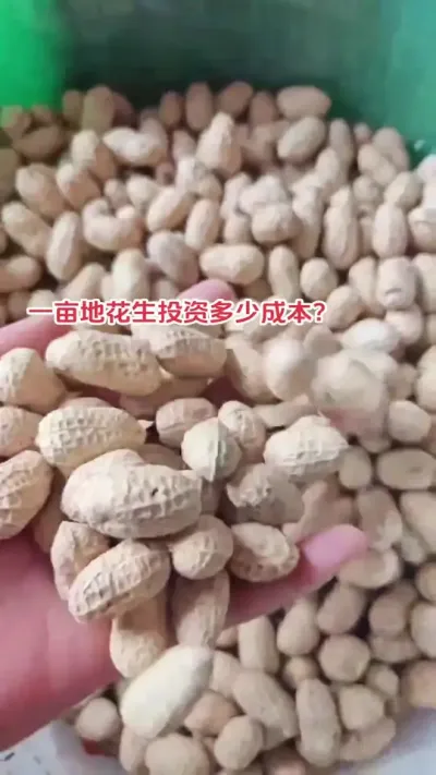 您一亩地花生投资多少成本，一亩地收多少斤花生#花生 #抖音助农 #农业种植技术 #农业人 #种地不容易