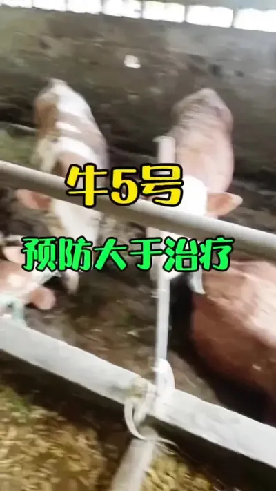 牛5号，预防大于治疗#西门塔尔 #肉牛养殖 #全国养牛人 #西门塔尔牛