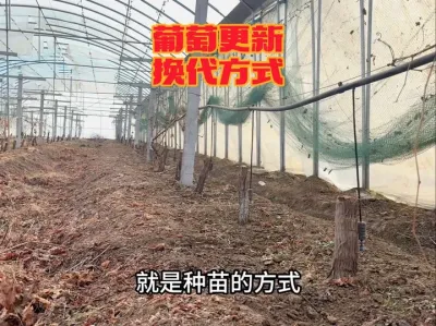 葡萄种植更新换代时， 我们该怎么做才能节省成本？#葡萄种植 #农业种植 #果园管理 #种植大棚 #农技推广