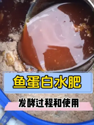 发酵了一个月的鱼蛋白水肥很成功！肥液的质感真的爱了！ #鱼蛋白水溶肥 #自制水肥 #种植小技巧 #新农人 #楼顶盆栽