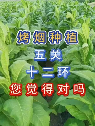 种植烤烟的五关十二环 #服务三农支持三农 #抖音助农 #新农人计划 #烤烟种植技术与管理 #烤烟