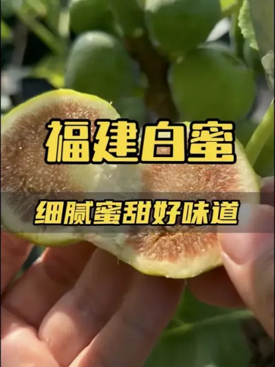 两个字，很甜！白蜜可能唯一的缺点就是晚熟，没啥缺点了，盆栽也很丰产，又一个母猪品种。