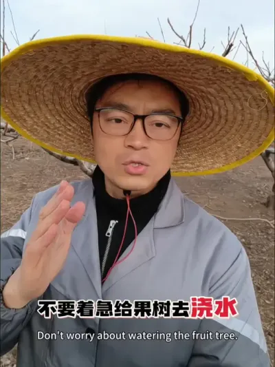 现阶段千万不要着急给果树浇水，谁浇水谁后悔 #果树 #果树浇水 #果树管理 #果园管理 #桃树
