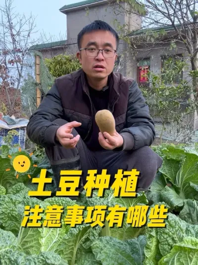 土豆种植注意事项有哪些？土豆种植方法#关注我一起学种菜 #我的小菜园 #种植小技巧 #自己种的纯天然的绿色蔬菜 #记录我的种植生活