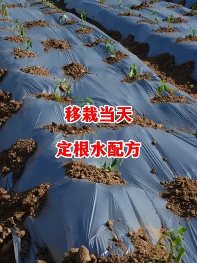 辣椒移栽定根水如何配#辣椒种植 #辣椒 #小米辣 #线椒 #来抖音学农技