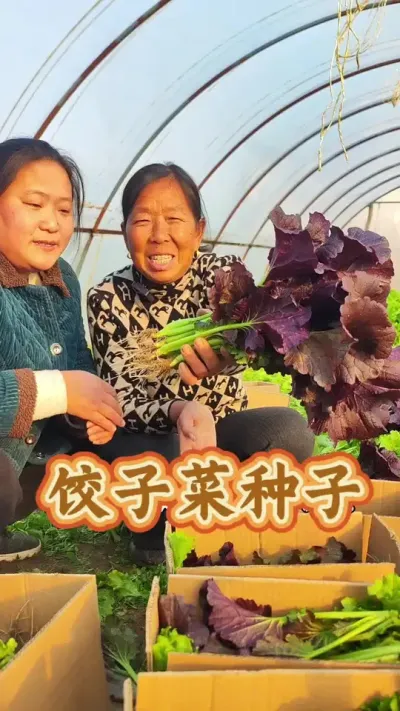 饺子菜 饺子菜的种子#杨姐饺子菜 #蔬菜种植 #生菜杨姐 #蔬菜种子 @DOU+小助手