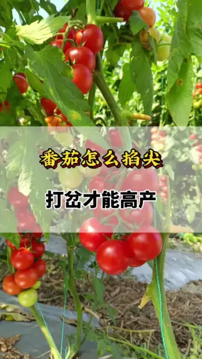 番茄怎么掐尖打叉才能高产，你知道吗？#番茄种植方法及管理技术 #番茄种植技术 #西红柿怎么打叉和打头 #番茄种植技巧和方法 #番茄的种植方法