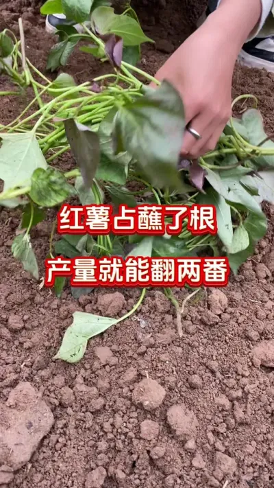 红薯蘸了根产量翻两番#红薯种植#红薯移栽#红薯蘸根#红薯高产