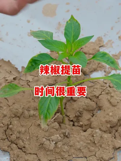 辣椒提苗肥正确使用时间#辣椒种植 #辣椒 #小米辣 #线椒 #来抖音学农技