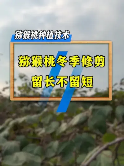 猕猴桃冬季修剪，留枝技巧你知道吗？#种植小技巧 #农业种植 #果园管理 #果树修剪 #三农