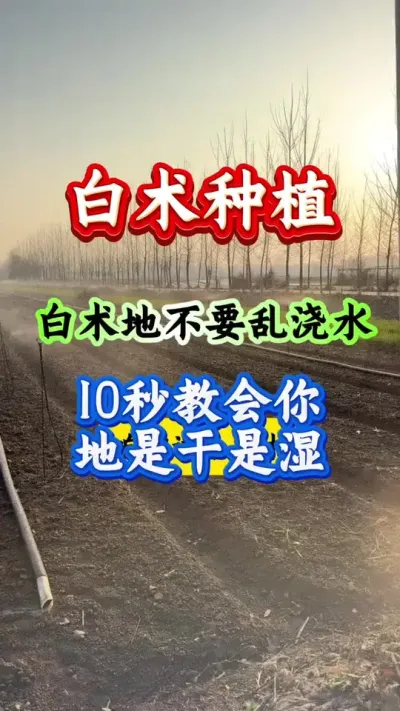 白术种植 白术地不要乱浇水 #白术种植 #白术管理 #白术浇水中 #药材种植