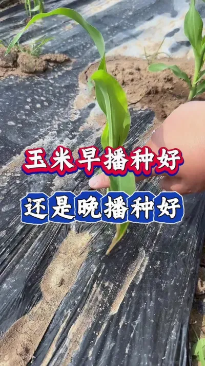 玉米早播好晚播好 这个玉米种植可是有很大学问的，那倒底什么时候播种才是最合适的呢？#玉米 #农业 #玉米高产 #三农 #春耕