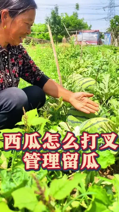 西瓜怎么打岔管理 西瓜怎么打叉管理#西瓜种植 #西瓜种植技术 #生菜杨姐