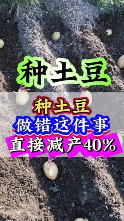 种土豆做错这件事直接减产40%#土豆种植#土豆#土豆高产方案#种植小技巧#三农