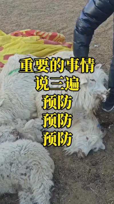 #每天分享牛羊养殖小知识 #养羊人 #农村养羊 一定要预防好损失特别 惨重