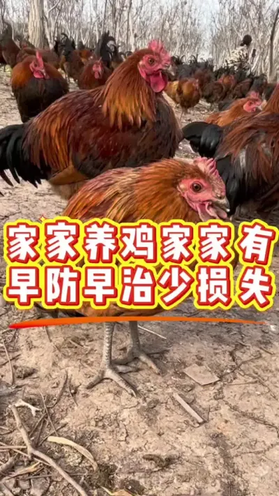 家家养鸡家家有 #鸡病防治 #科学养鸡 #养殖小妙招 #服务三农支持三农 #抖音养鸡人