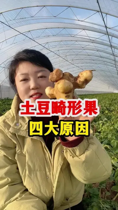 种植土豆出现很多畸形果的原因是什么呢#土豆高产种植 #土豆 #种植小技巧