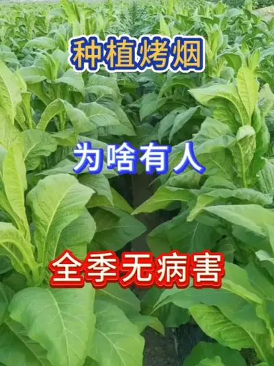 种植烤烟，想要全季无病害，就这么做 #服务三农支持三农 #烤烟种植技术与管理 #烤烟病害 #烤烟 #烤烟种植