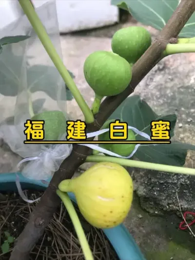 去年种在青山盆里的白蜜，结了几十个果子，特别爱结果，味道挺好的，不太耐裂，下雨多了会裂。#记录我的种植生活 #盆栽果树 #盆栽无花果#福建白蜜 #楼顶菜园