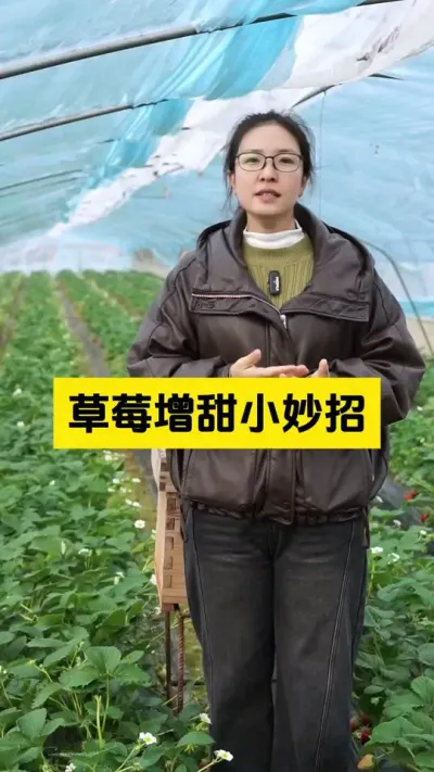 草莓种植增甜小妙招！#启明大师姐 #草莓种植管理技术和方法 #农业种植 #农业技术推广 #草莓种植
