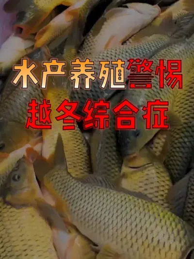 #水产人  速看！#水产养殖  要警惕越冬综合症，死亡率高，大家要提前做好防控！#水产养殖技术  #水产