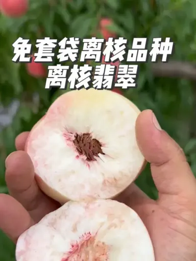 #支持三农扶持三农发展 #抖音助农 #关注我每天为你分享更多农业知识 #桃新品种 #农业技术推广 @抖音小助手 @抖音创作小助手 @抖音创作者中心