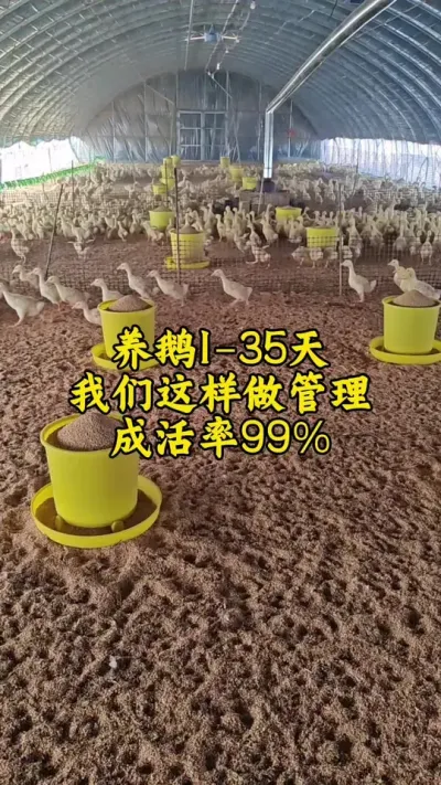 #养鹅人 #养鹅技术分享 #禽病技术指导 #鹅 #科学养鹅