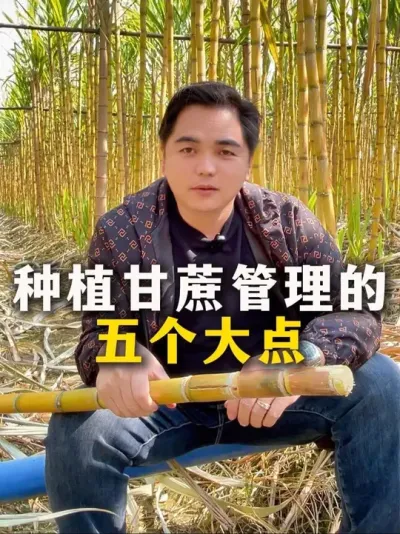 种植甘蔗管理的五个大点#农业种植 #甘蔗种植 #种植小技巧 #甘蔗 #三农