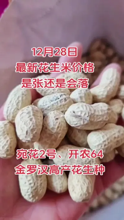 朝晖农资。花生年后会涨价还是会落价#花生 #助农行动 #我的农资之路 #诚信经营 #花生种植