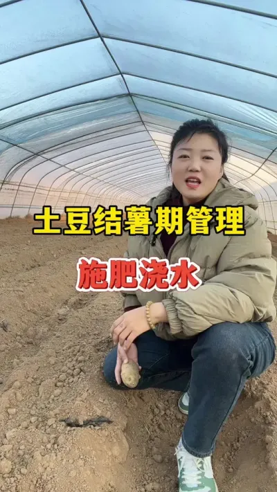 土豆结薯期管理，如何做好施肥浇水#土豆高产种植 @抖音小助手