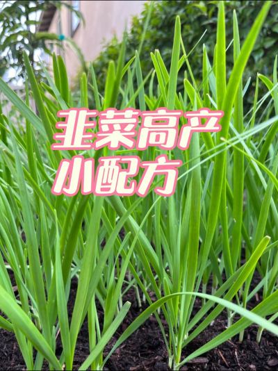 韭菜高产小妙招#农业植保 #三农 #韭菜种植 #每天分享蔬菜种植技巧