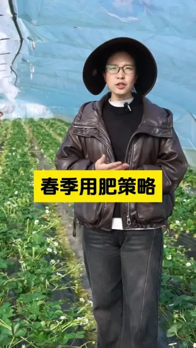 春季苗子容易旺长，一定要注意了！#启明大师姐 #草莓种植管理技术和方法 #农业技术推广 #农业种植 #草莓种植