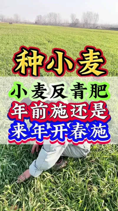 小麦反青肥年前施还是来年开春施#小麦 #小麦种植 #小麦管理 #种小麦 #小麦高产技术