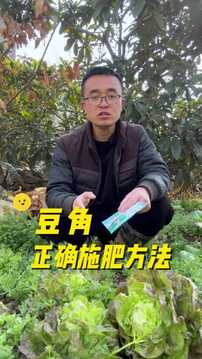 豆角正确施肥方法？豆角哪些肥料可以使用？哪些肥料不能使用？#种植小技巧 #学种菜 #关注我一起学种菜 #每天分享蔬菜种植技巧 #豆角种植