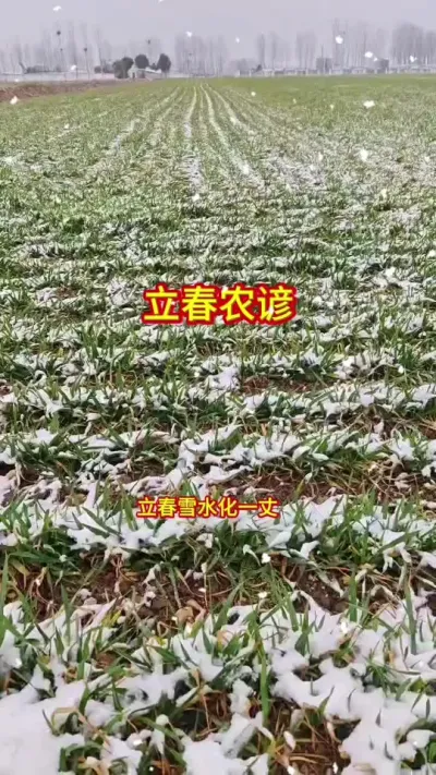 今年正月初六立春，是五九的最后一天，看看农谚怎么说#农业人 #抖音助农 #三农种植 #种地不容易 #瑞雪兆丰年